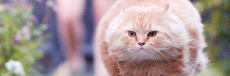 gekikawa_cat's profile banner image