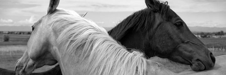 soolcaro_sc's profile banner image