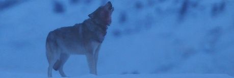 kingh01v's profile banner image