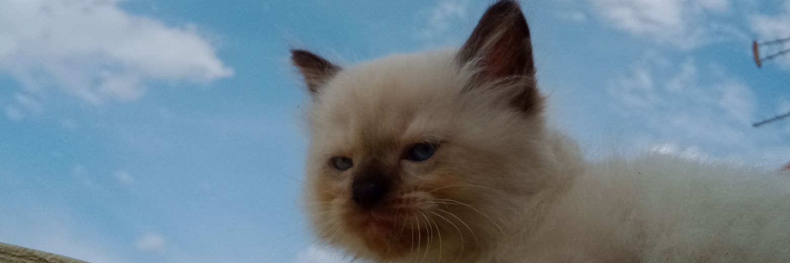 vanthrough's profile banner image