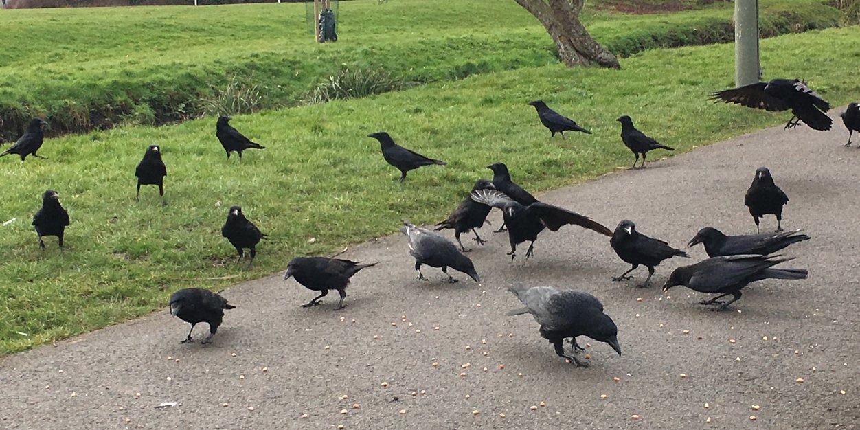 Gav B ♉ (Duke/Earl/Count/Ninja) banner