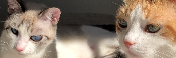 thipneto's profile banner image