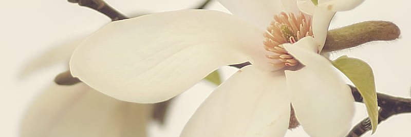 sooophiak's profile banner image