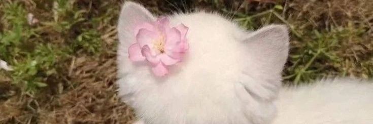 ≽^-⩊-^≼ banner