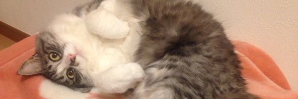 k_boki Profile Banner