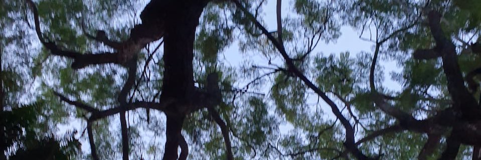 Laurii_Mtz's profile banner image