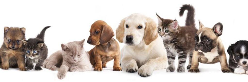 Prioryvetgroup's profile banner image