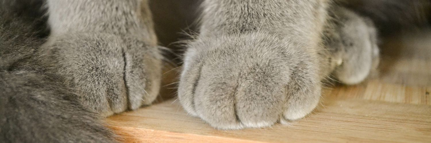 meow13's profile banner image