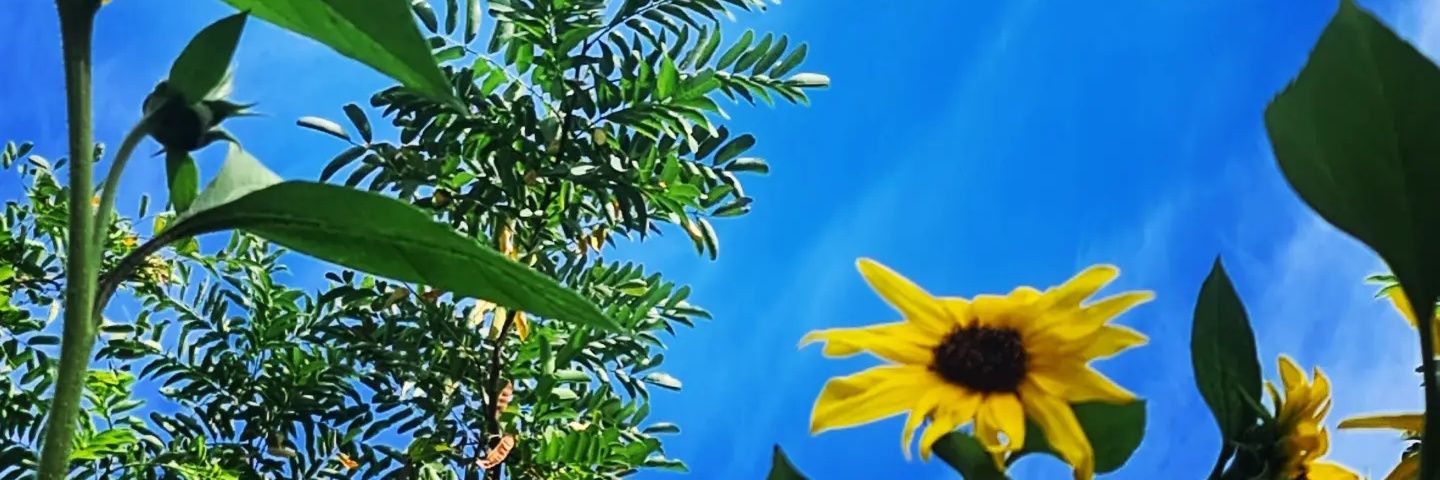laluceriitoo's profile banner image