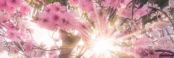 carmencorichi's profile banner image