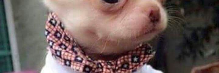 LilloRomy's profile banner image