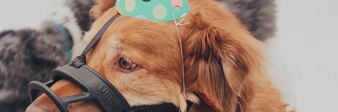 JappySummer's profile banner image