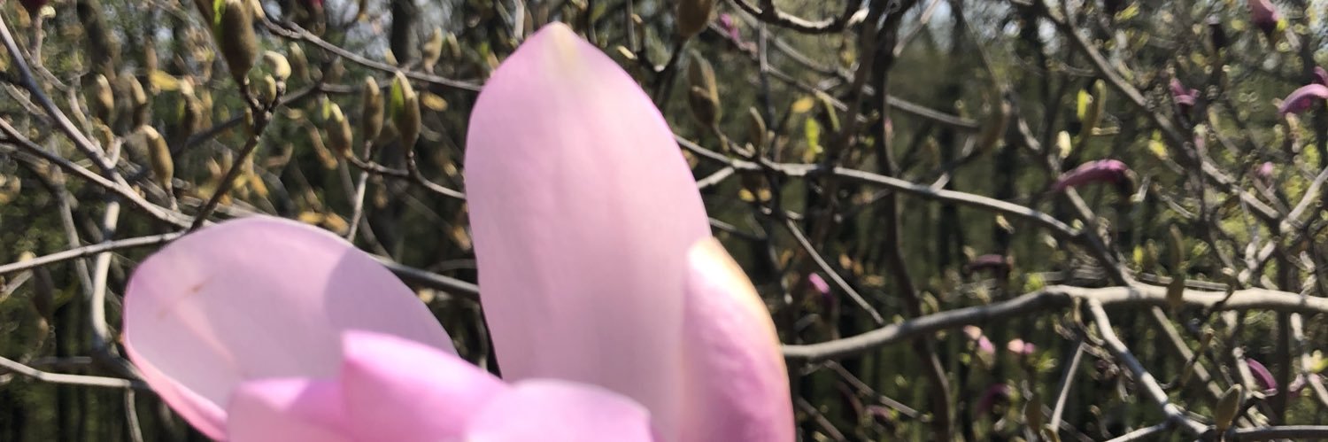 linaikk1's profile banner image