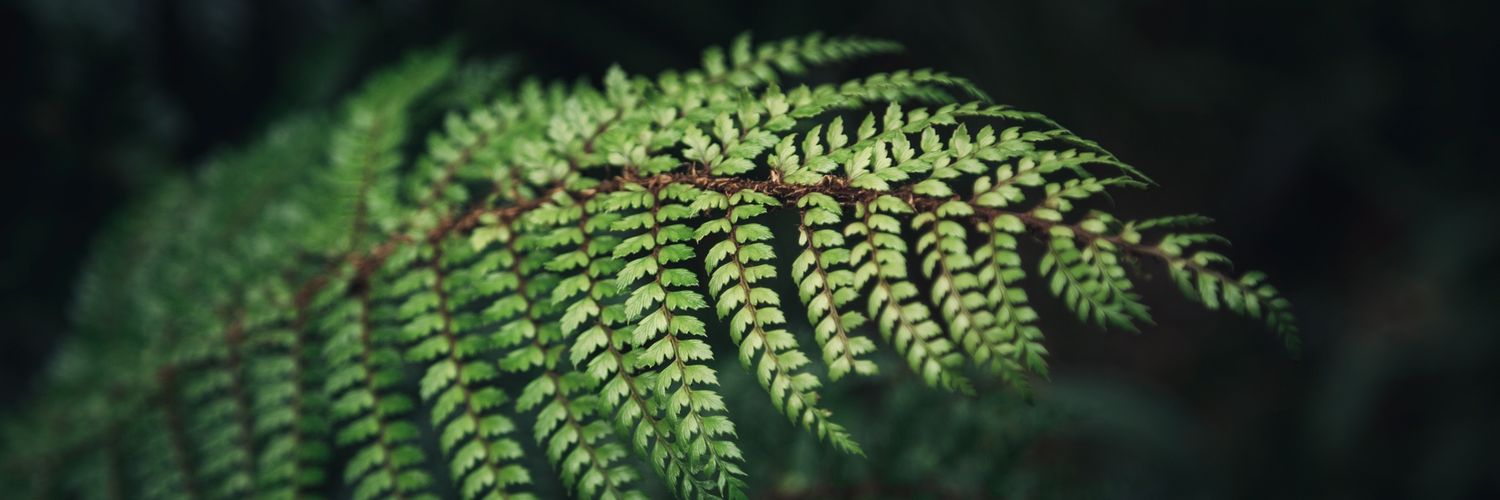 birbaum_t's profile banner image