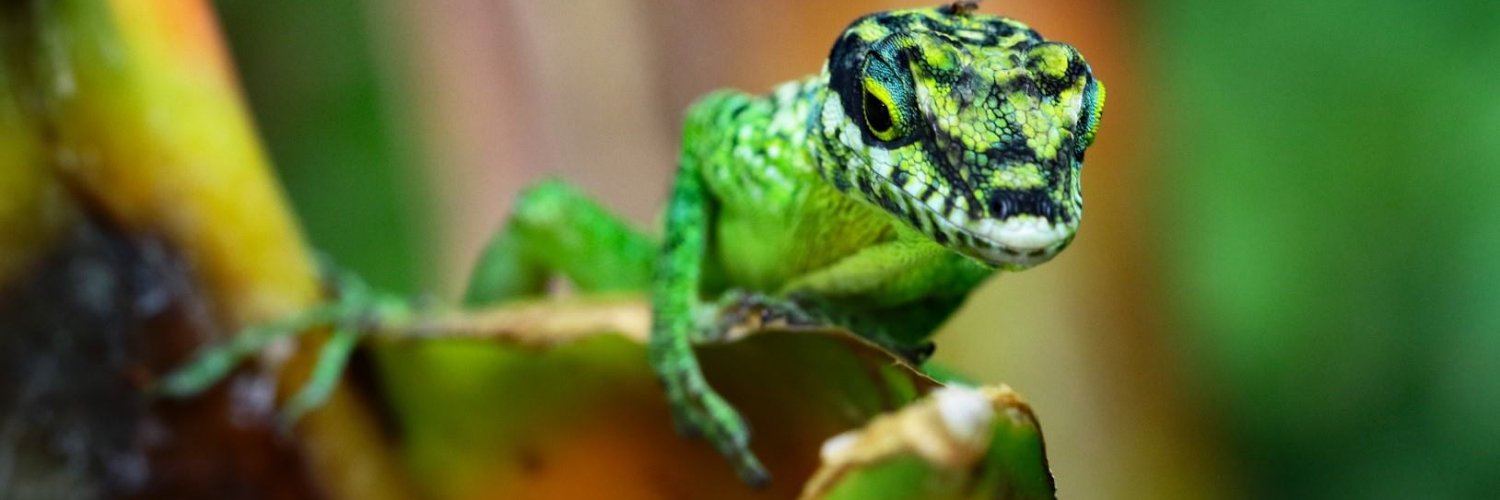 DocCacahuete's profile banner image