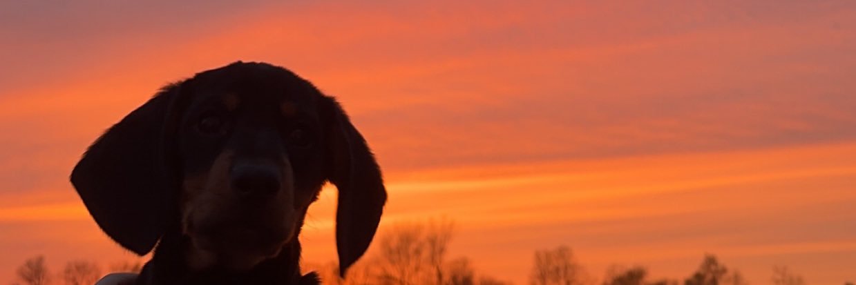 penichettt's profile banner image