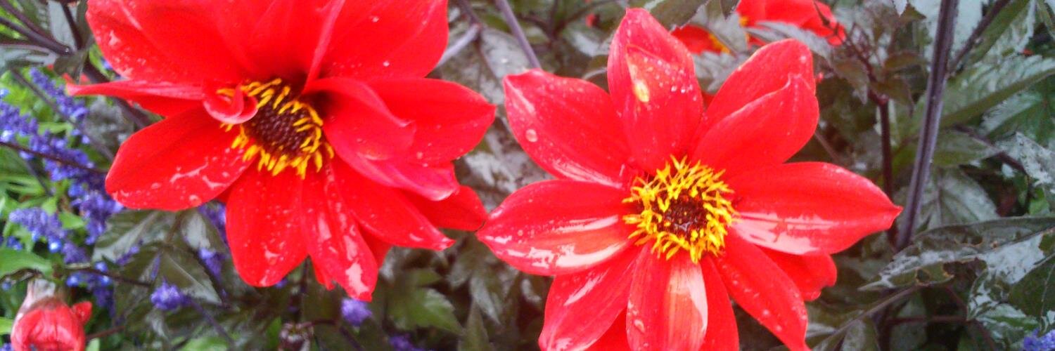 Debs Cooper RN banner