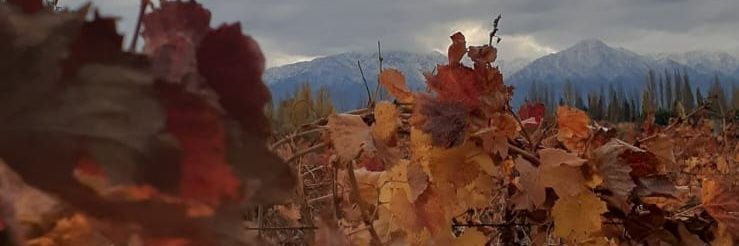 msacono's profile banner image