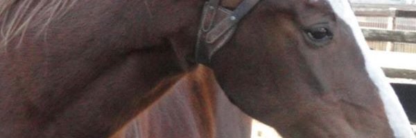 DustyPaws30's profile banner image