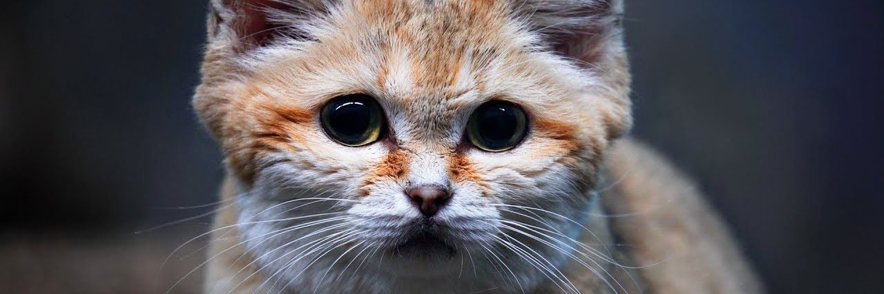 TrazosD's profile banner image