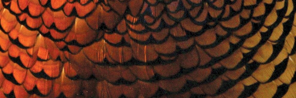 Bettwshall's profile banner image