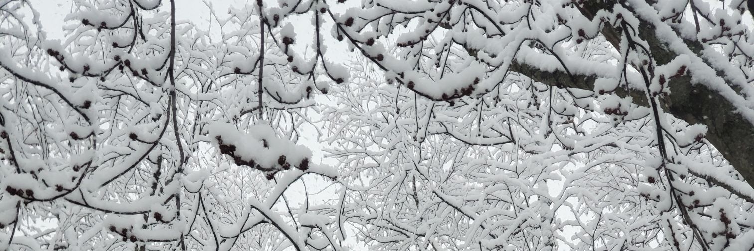 בנימין 🌱 banner