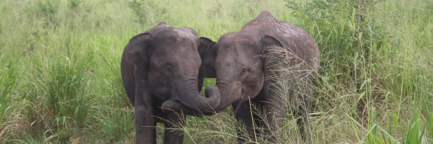 Trunks & Leaves banner