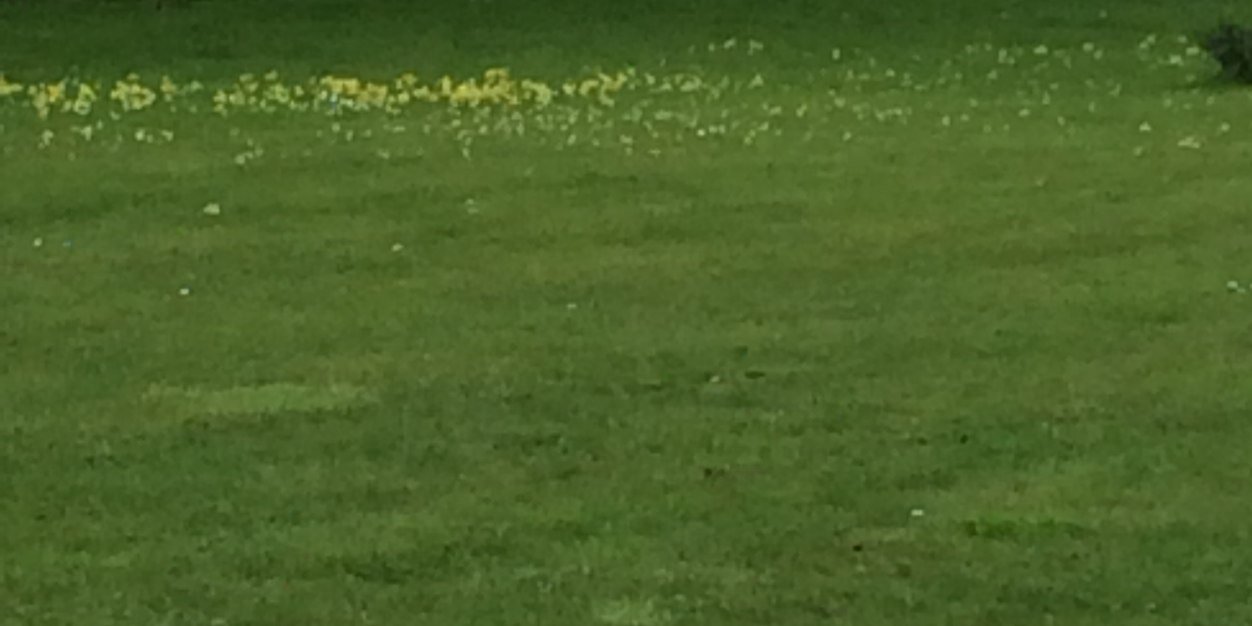 Sherlock The Dog banner