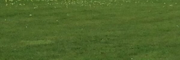 Sherlock_TheDog Profile Banner