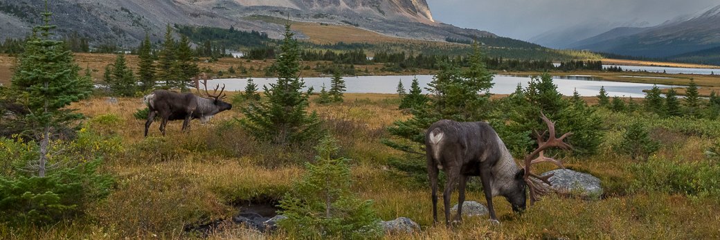 AB Wildlife Society banner