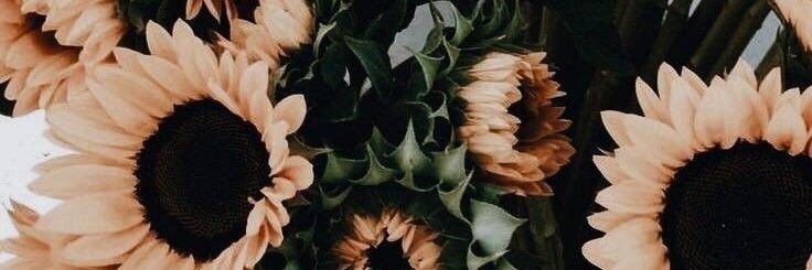 ValeeZecchin's profile banner image