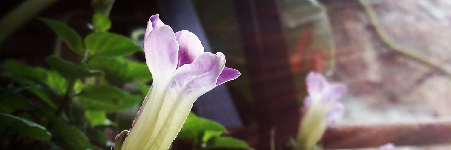 Dirallece's profile banner image