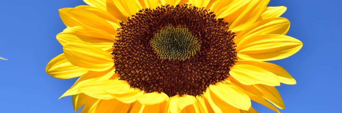 samanthablg's profile banner image