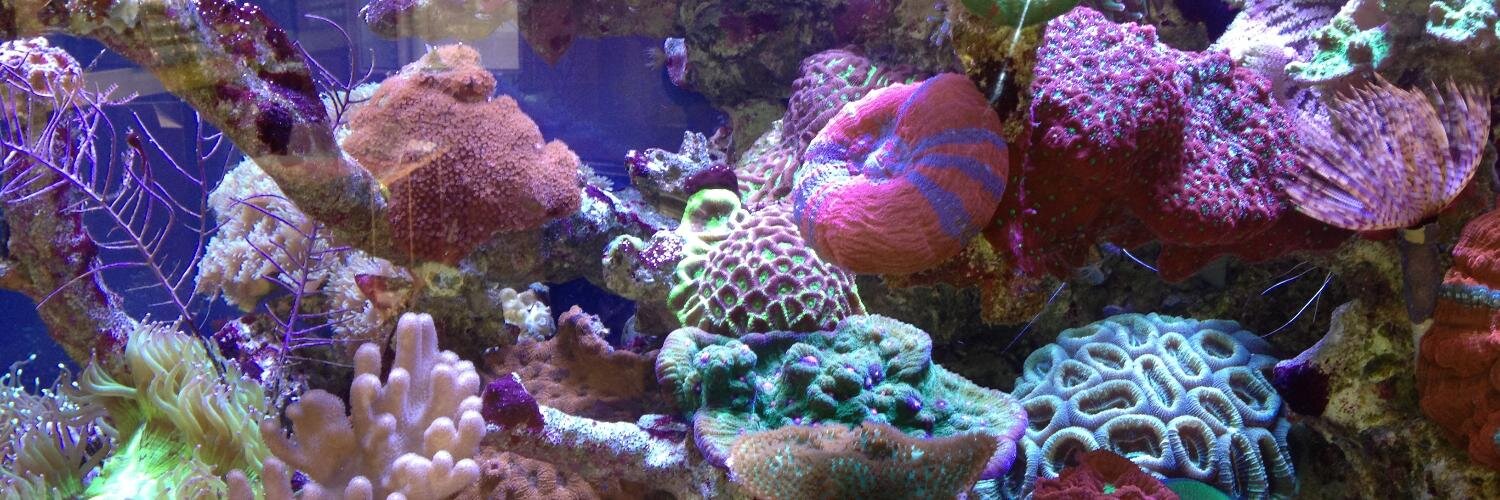 Aquaticgems's profile banner image