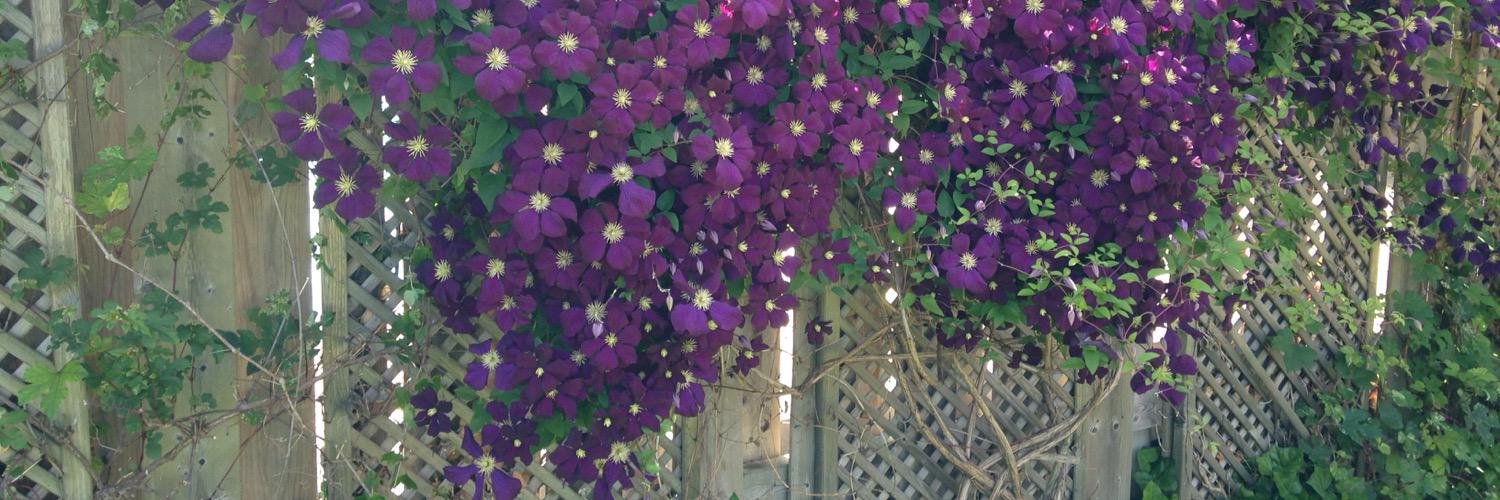 TheOneAidan's profile banner image