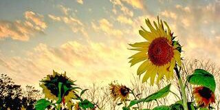 _iTeeErra's profile banner image