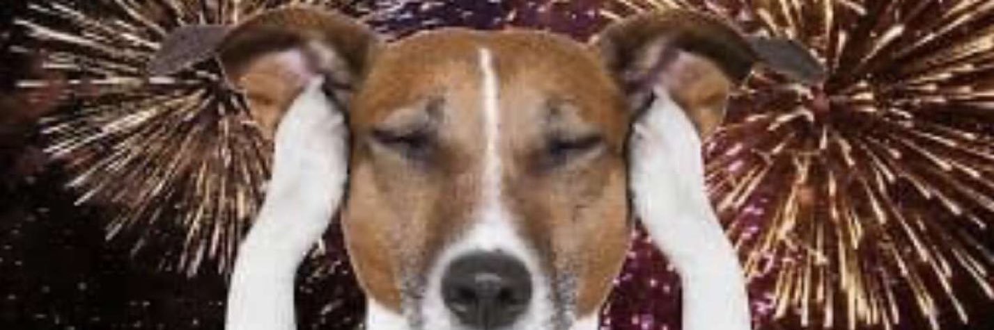 whosnaomialcorn's profile banner image