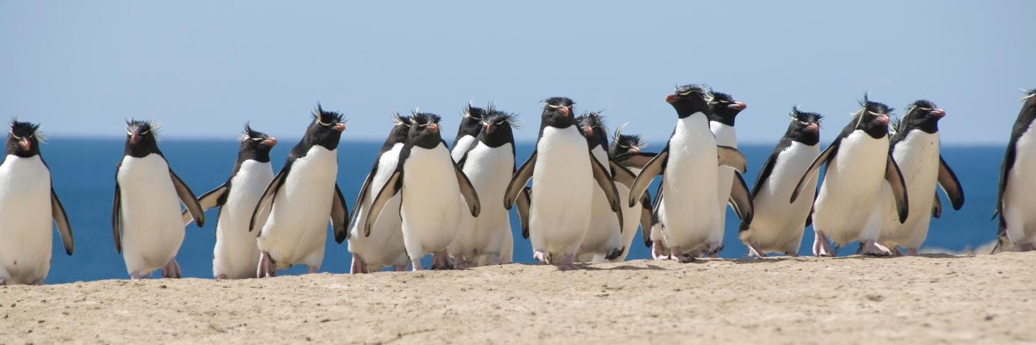 WorldPenguinDay's profile banner image
