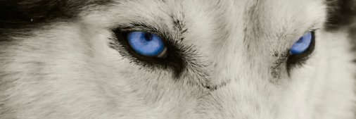 BlueWolfPR's profile banner image