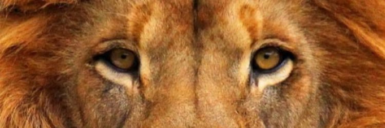 arianneheaton's profile banner image