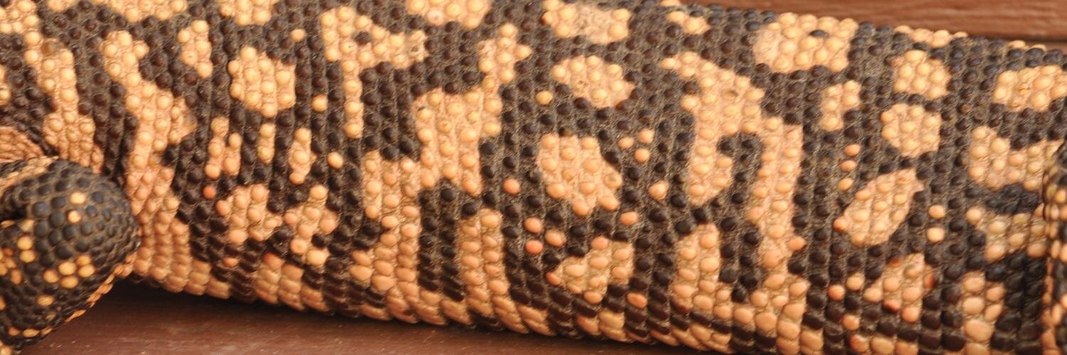 snakestack's profile banner image