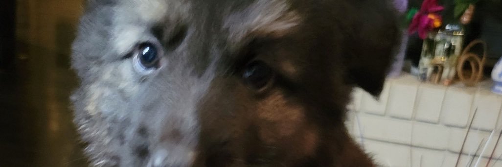Westdnd01's profile banner image