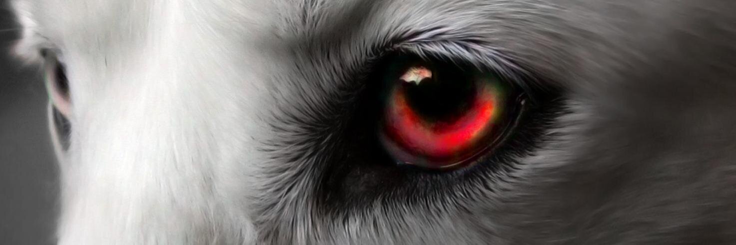 Misha_Foxclaw's profile banner image