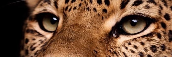 pamsiqueirablog's profile banner image