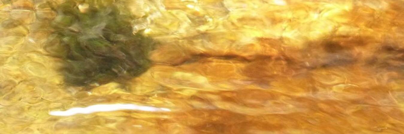 Ensamble Tropi banner