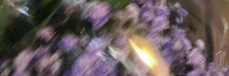 ⋆.𐙚 ̊lala˚⋆.˚ banner