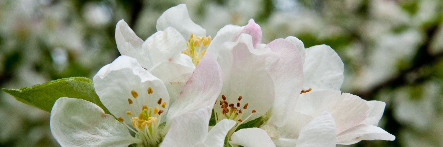 BruceOlley's profile banner image