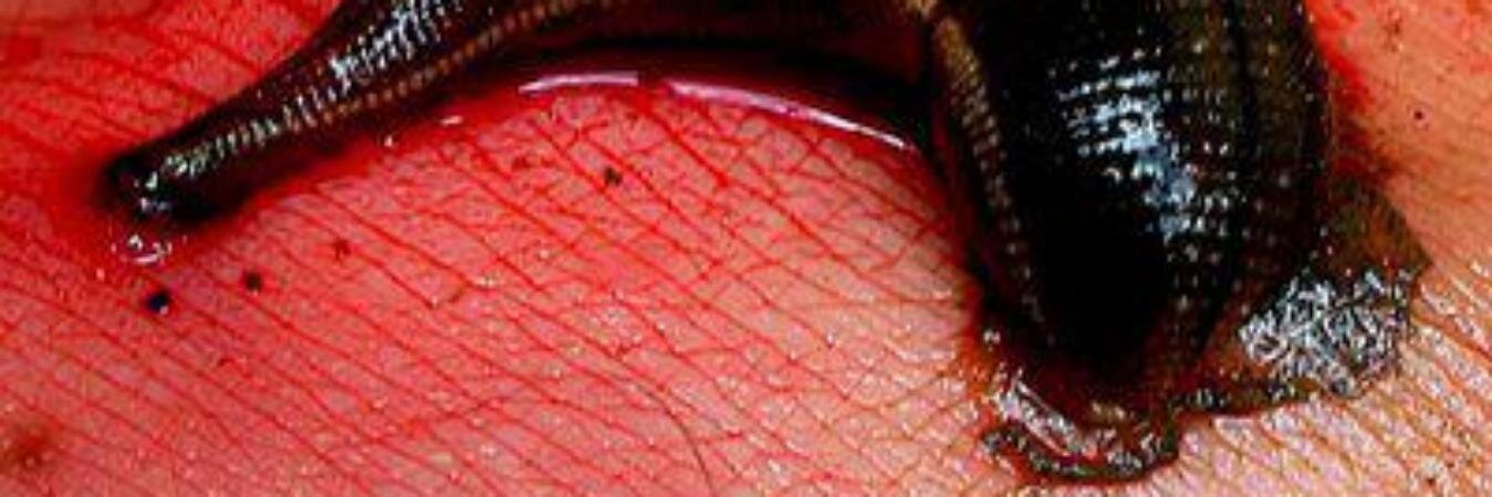 leech_39's profile banner image
