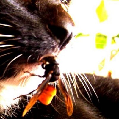 mammymanzo's profile banner image