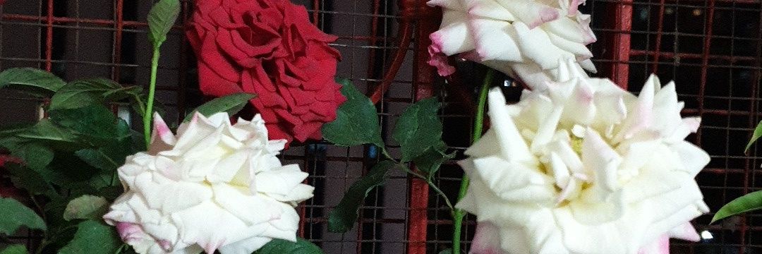 rrushaid's profile banner image